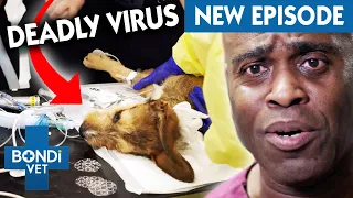 Deadly Virus Causes Puppy 2 Cardiac Arrests 💔 | Coast to Coast S6 E6 | Bondi Vet Full Episodes