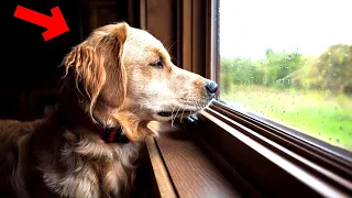 Hund starrte täglich aus dem Fenster, die Besitzerin war schockiert, als sie den Grund herausfand