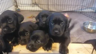 lab pups 2