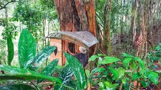 heavy rain builds shelter in a hole in a haunted wooden tree