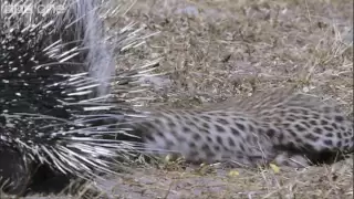 HD: Leopard Vs Porcupine - Nature's Great Events: The Great Flood - BBC One