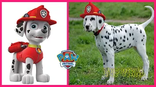 PAW PATROL Characters That Exist In Real Life 👉@TupViral