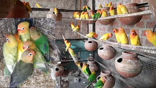 African lovebird colony breeding progress by Gulrez Usmani | लवबर्ड प्रोग्रेस