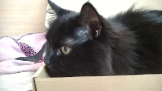 Смешные животные: Кот в коробке. Cat in the box