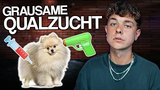 INFLUENCER TREND: POMERANIAN | Qualzucht bei Hunden