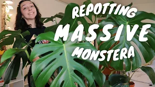 REPOTTING MONSTERA DELICIOSA | how to repot a large monstera deliciosa + tips!