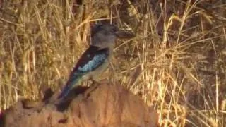 Blue-winged Kookaburra, Синекрылая кукабара (17sp)