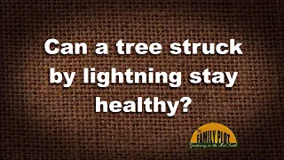 Q&A – Can a tree struck by lightning survive?