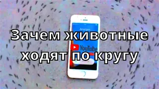 Зачем животные ходят по кругу? Активация частот 5G? Кружение больших групп животных и насекомых.