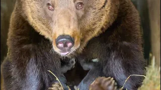 Медведица мама усадила на задние лапы медвежат и показала Оксане Олеговне как их кормит!