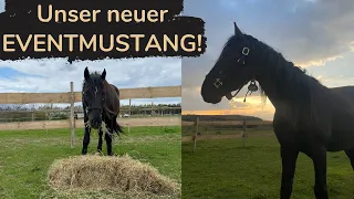 Abholung unseres MUSTANGS 😍 | Marina und die Ponys