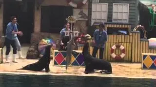 Sea lion playing volleyball
