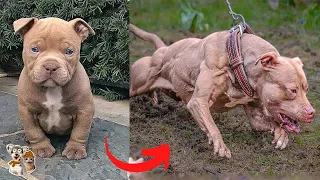 Dogs Grow Up | Cute Baby AnimalsTransformation | I'm a Big Kid | Furry Buddy