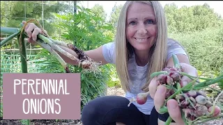 Egyptian Walking Onions | A MUST Have for Every Garden | Perennial Food Source