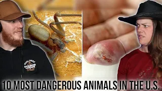 10 Most Dangerous Animals in the US | OB DAVE REACTS