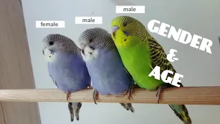 HOW TO identify budgie's gender and age?