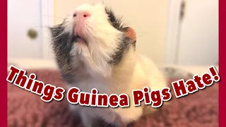 Things That Guinea Pigs Hate!