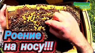 Пчёлки полируют мисочки! Скоро полетят рои! Третий этап расширения пчелиной семьи.