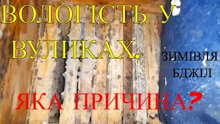 Сирість - смерть для бджіл.  Яка причина високої вологості у вулику?