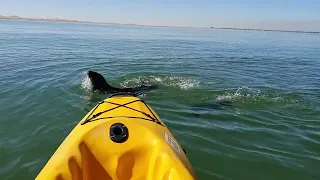 Kayaking - Walvis Bay, Namibia