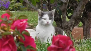 Funny Cats XD !!! Смешные Коты !!! Приколы с Кошками !!!