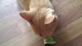 кот ест огурец (cat eats a cucumber)