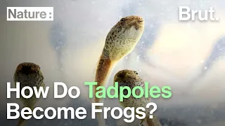 How Do Tadpoles Become Frogs?