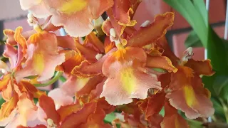 ПРЕКРАСНОЕ ЦВЕТЕНИЕ КАМБРИИ! ❣️😍КАТТЛЕЙНАЯ РОСКОШЬ❣️❤️😍👍#orhids #flores #phalaenopsis #cambria 🌱🌸🦋❣️