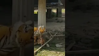 Prank with Dog Tiger #shorts