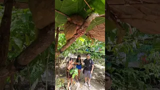 Everybody Loves the Cute Tarsiers of Bohol Philippines #bohol