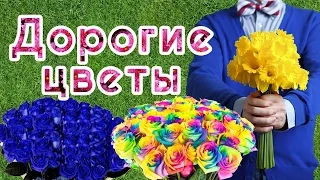 ТОП САМЫХ ДОРОГИХ И ИЗЯЩНЫХ ЦВЕТОВ В МИРЕ. НЕОБЫЧНЫЕ И ЯРКИЕ ЦВЕТЫ О КОТОРЫХ МНОГИЕ НЕ ЗНАЮТ🌹🌷💐