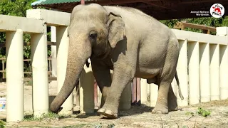 Kaavan's new life in Cambodia, not lonely anymore | #FreeKaavan | FOUR PAWS | www.four-paws.org.au