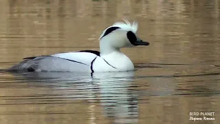 Как луток увел невесту у гоголя.  How Smew stole Goldeneye's bride.