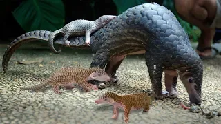 Proud Momma Pangolin Gives Birth To Cute Baby