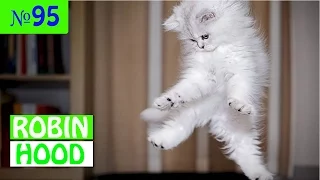 ПРИКОЛЫ 2017 с животными. Смешные Коты, Собаки, Попугаи // Funny Dogs Cats Compilation. Май №95