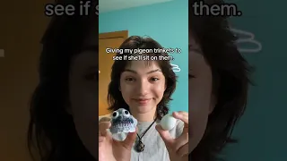 Giving my pigeon trinkets to see if she'll sit on them. | Episode 7