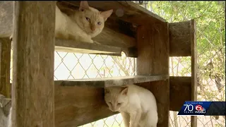 Cats found in horrible conditions