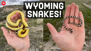 Wyoming Warm Up! Snake Hunting on the High Plains of Wyoming