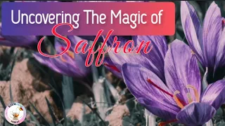 Uncovering the Magic of Saffron: A Guide to the World's Most Valuable Spice| Healing|Mood Enhancer 🌞