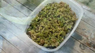How to keep and propagate Sphagnum moss tutorial