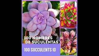 100 SUCCULENTS ID | NOMBRES DE SUCULENTAS 2021