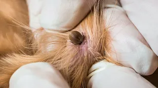 How to remove tick from your cat!