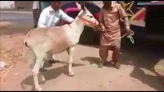 Loading of Donkey on bus