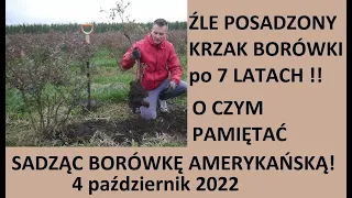 Jak Sadzić Borówki By Ominąć NAJWIĘKSZY BŁAD W UPRAWIE !!