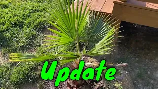 Mexican Fan Palm (Washingtonia robusta) Update