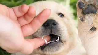 Hardest Thing Golden Retriever Puppy Owners Go Through