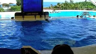 Tenerife Loro Park orca Show 1 HD