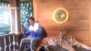 Сфоткался с Тигром  Picture taken with a tiger Not Vine