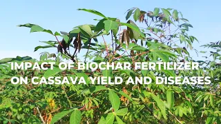 IMPACT OF BIOCHAR FERTILIZER ON CASSAVA YIELD AND DISEASES