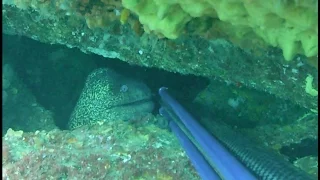 pesca submarina Hondarribía-agur Cantábrico el prox en Fuerteventura-15-spearfishing